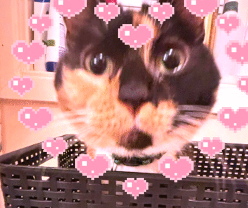 angel, my 8 year old tortie :3 angel, my 8 year old tortie :3